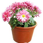 Indian Chrysanthemum Plant